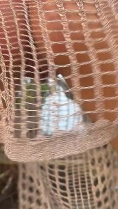 Outdoor Fishnet Masturbate by naomicatz