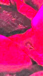 Hottest Adult Video Vertical Video Watch